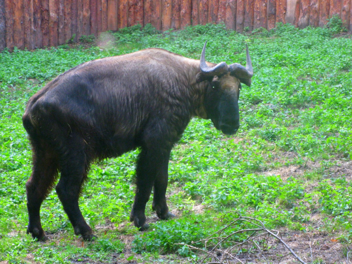 Mishmi Takin - 08.2013