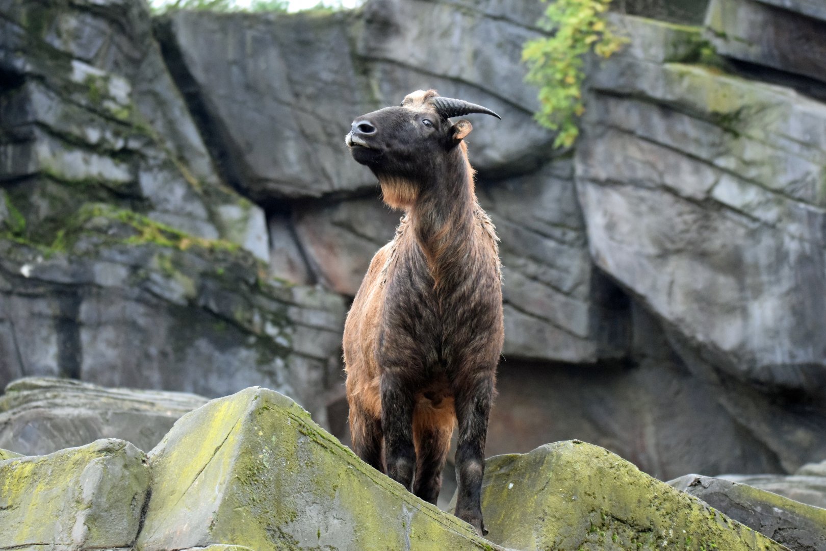 Mishmi takin, 20.10.2019