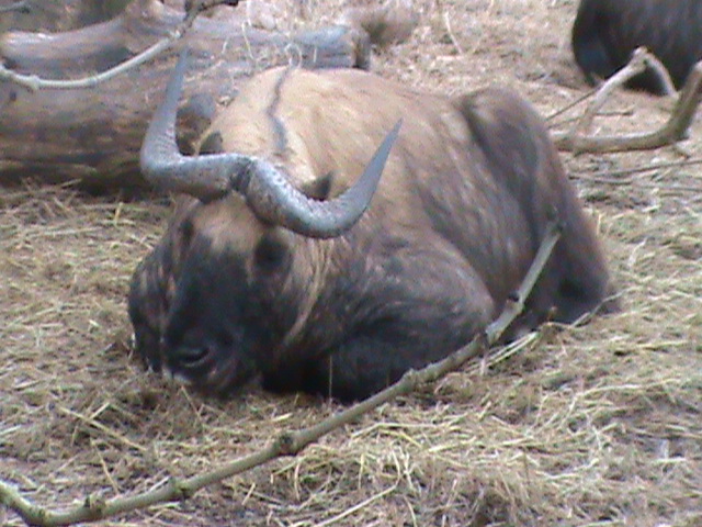mishmi takin 200212