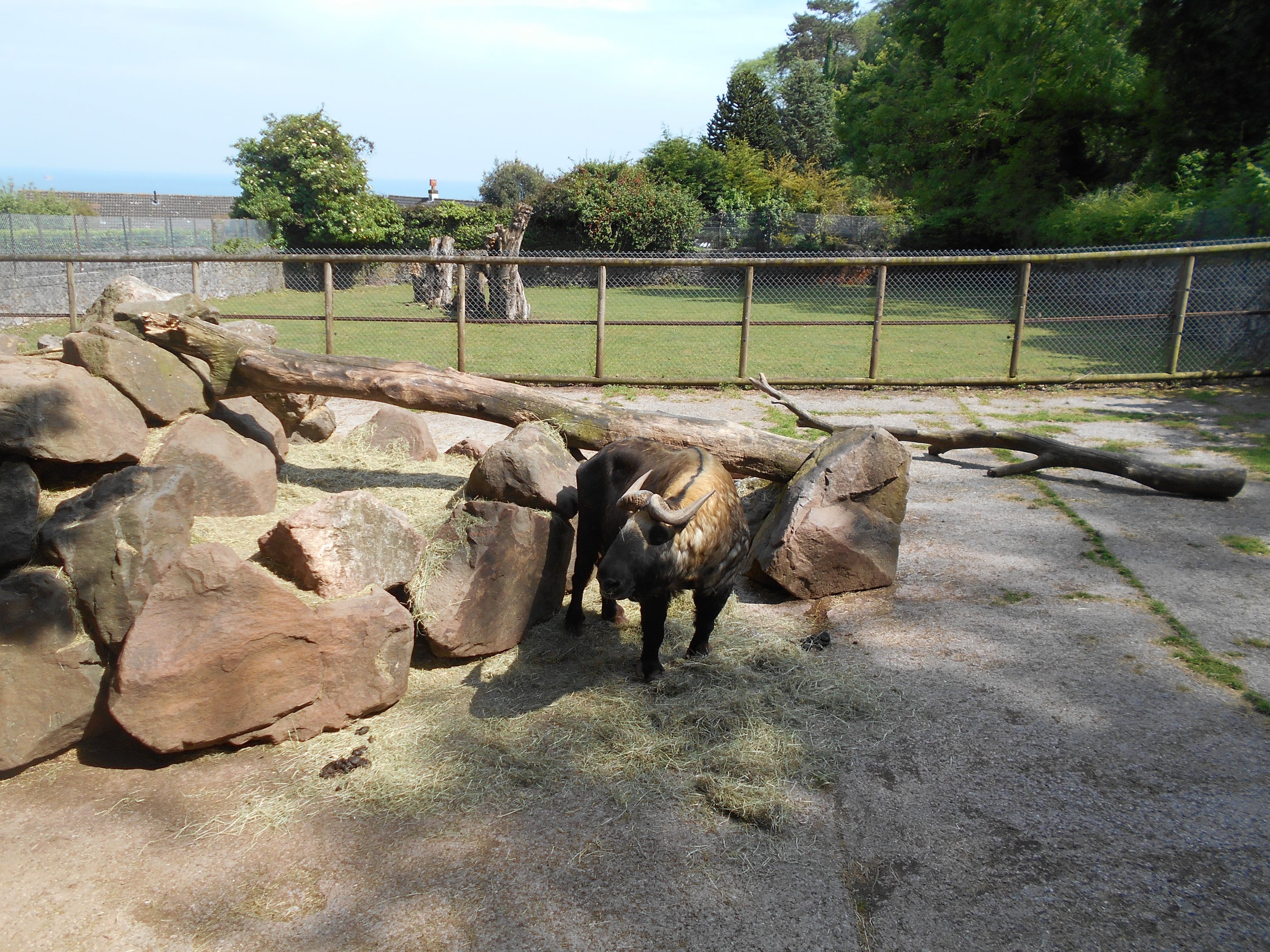 Mishmi Takin 23 May 2019