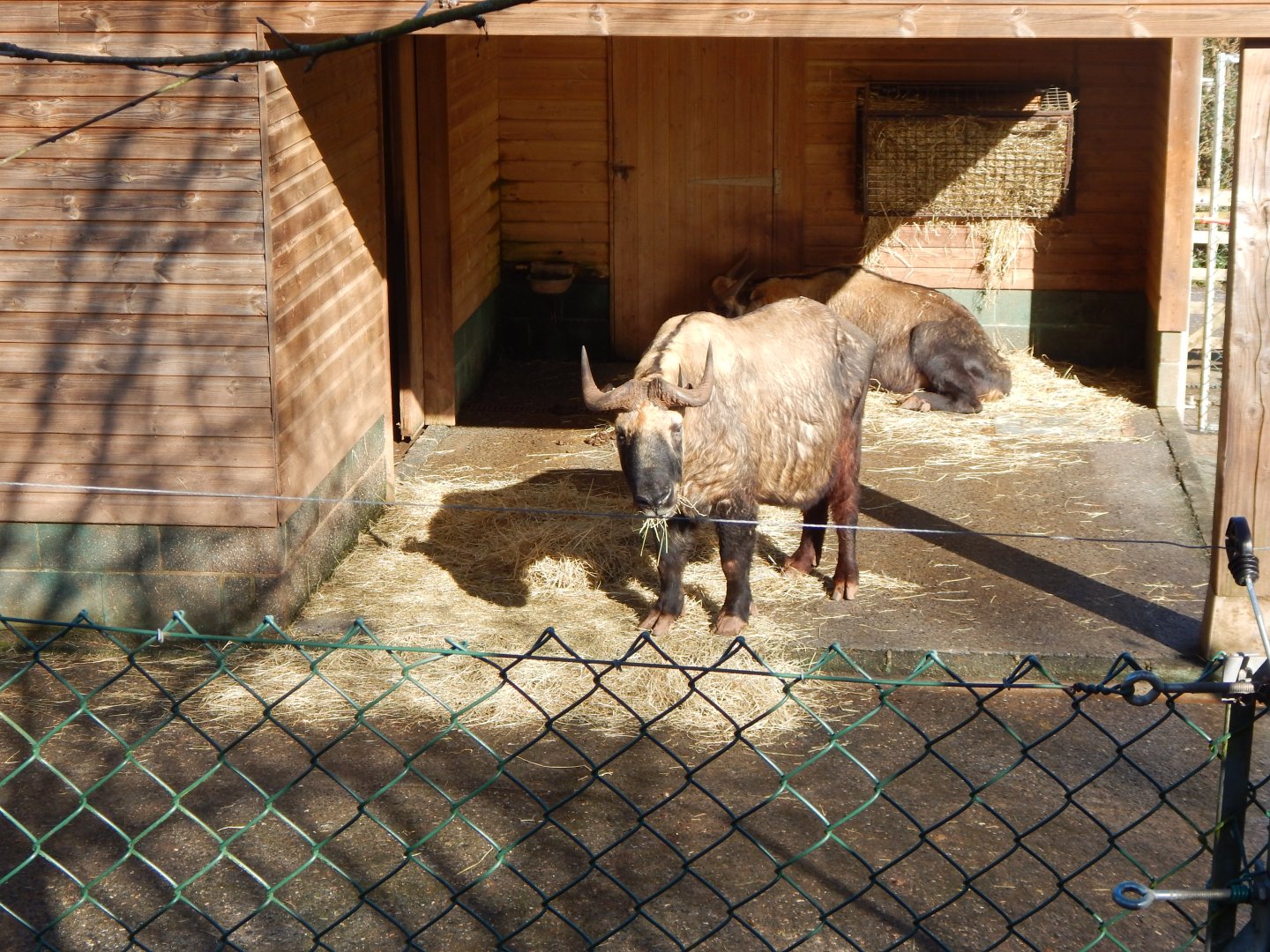 Mishmi takin 240222
