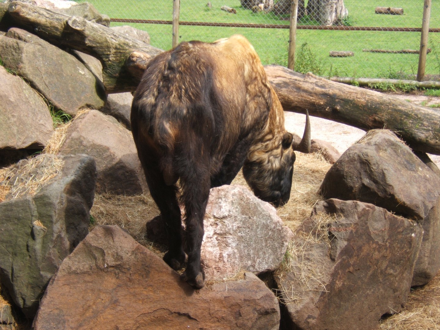 Mishmi Takin 30/07/2017