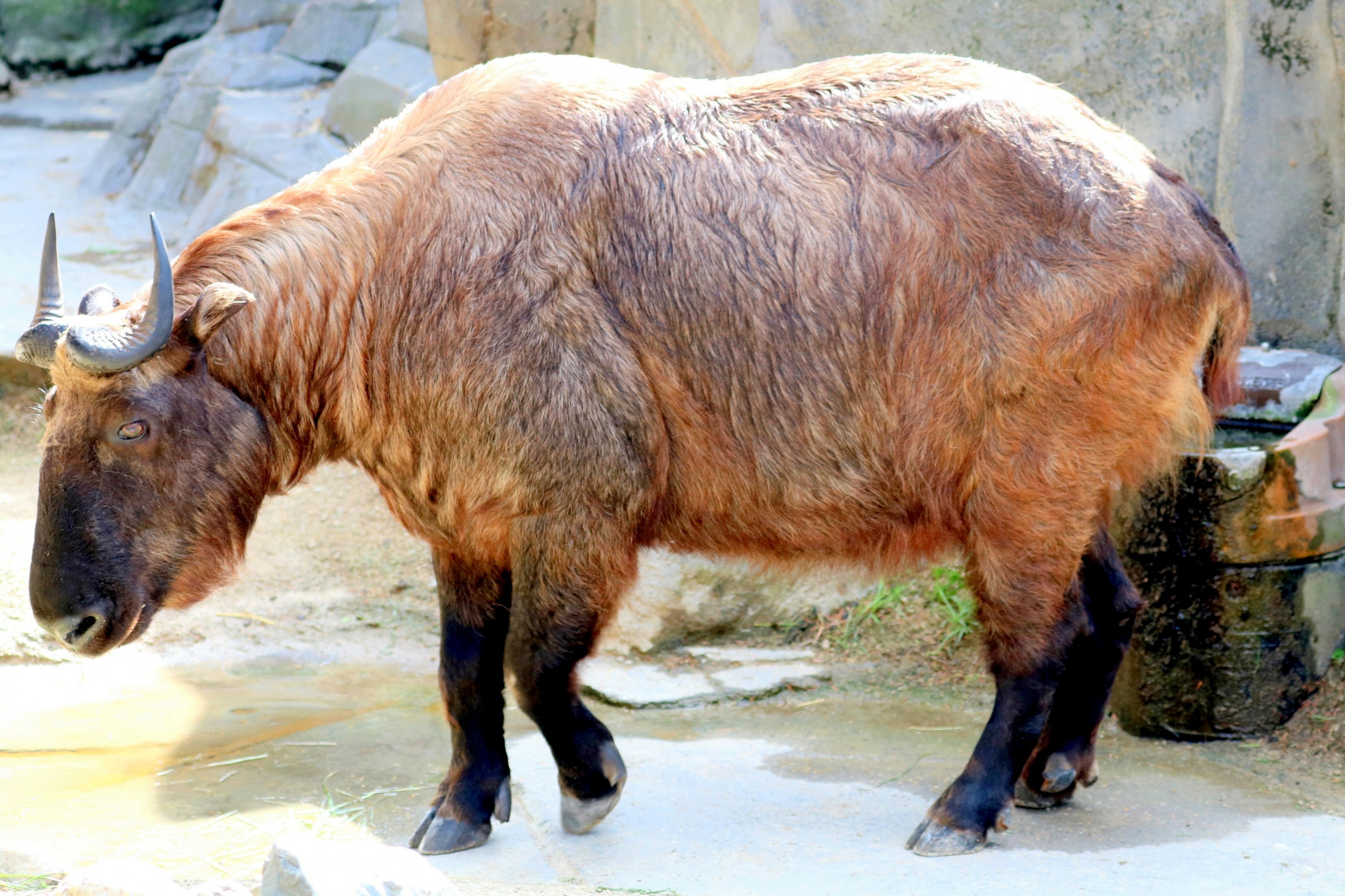 Mishmi takin; Antwerp; 7th September 2018