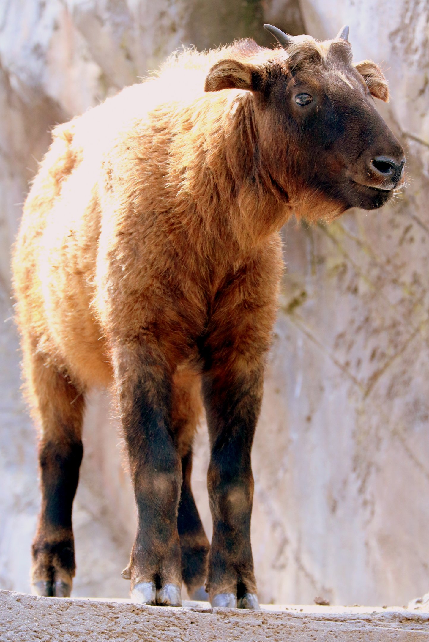 Mishmi takin; Antwerp; 8th September 2018