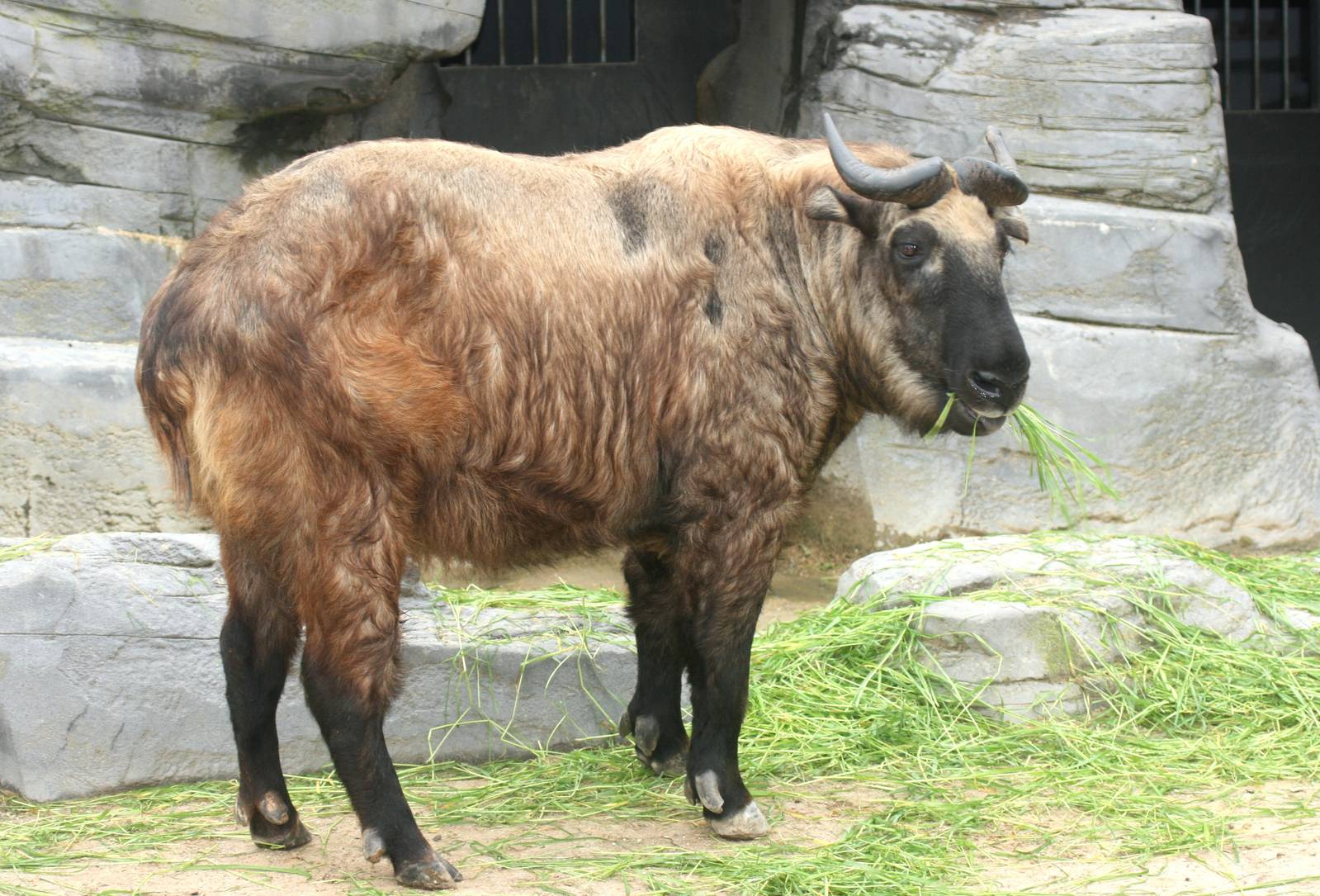 Mishmi takin; Antwerp Zoo; 12th May 2010
