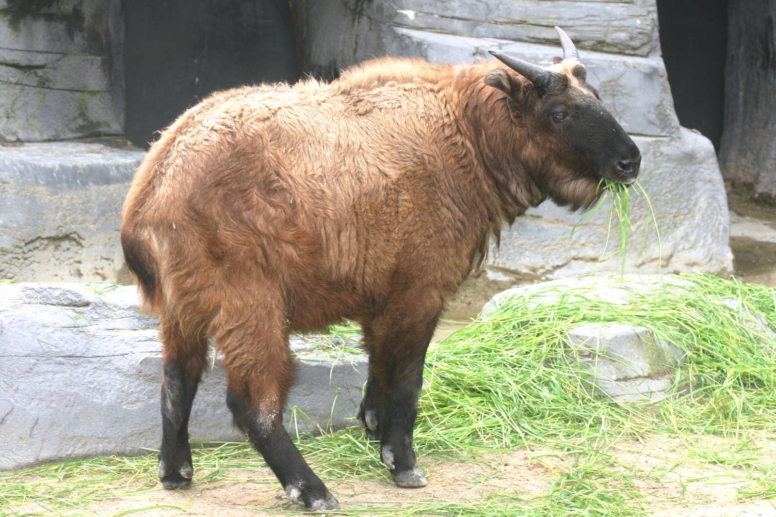 Mishmi takin; Antwerp Zoo; 12th May 2010