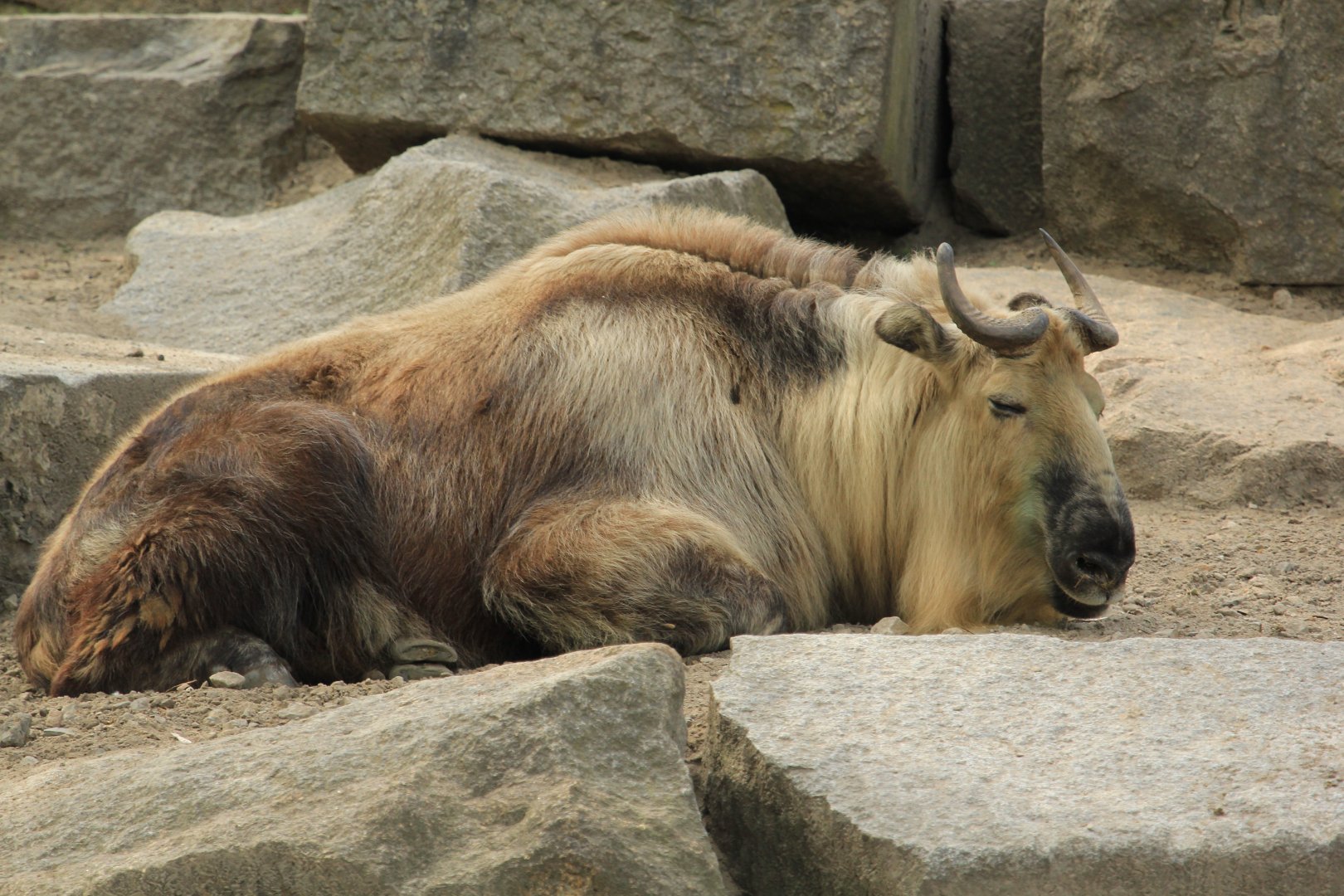 Mishmi takin (April 2018)