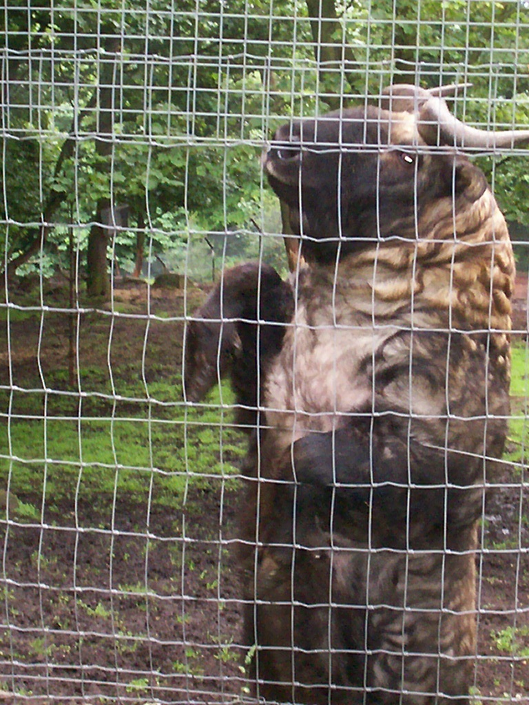 mishmi takin at edinburgh zoo