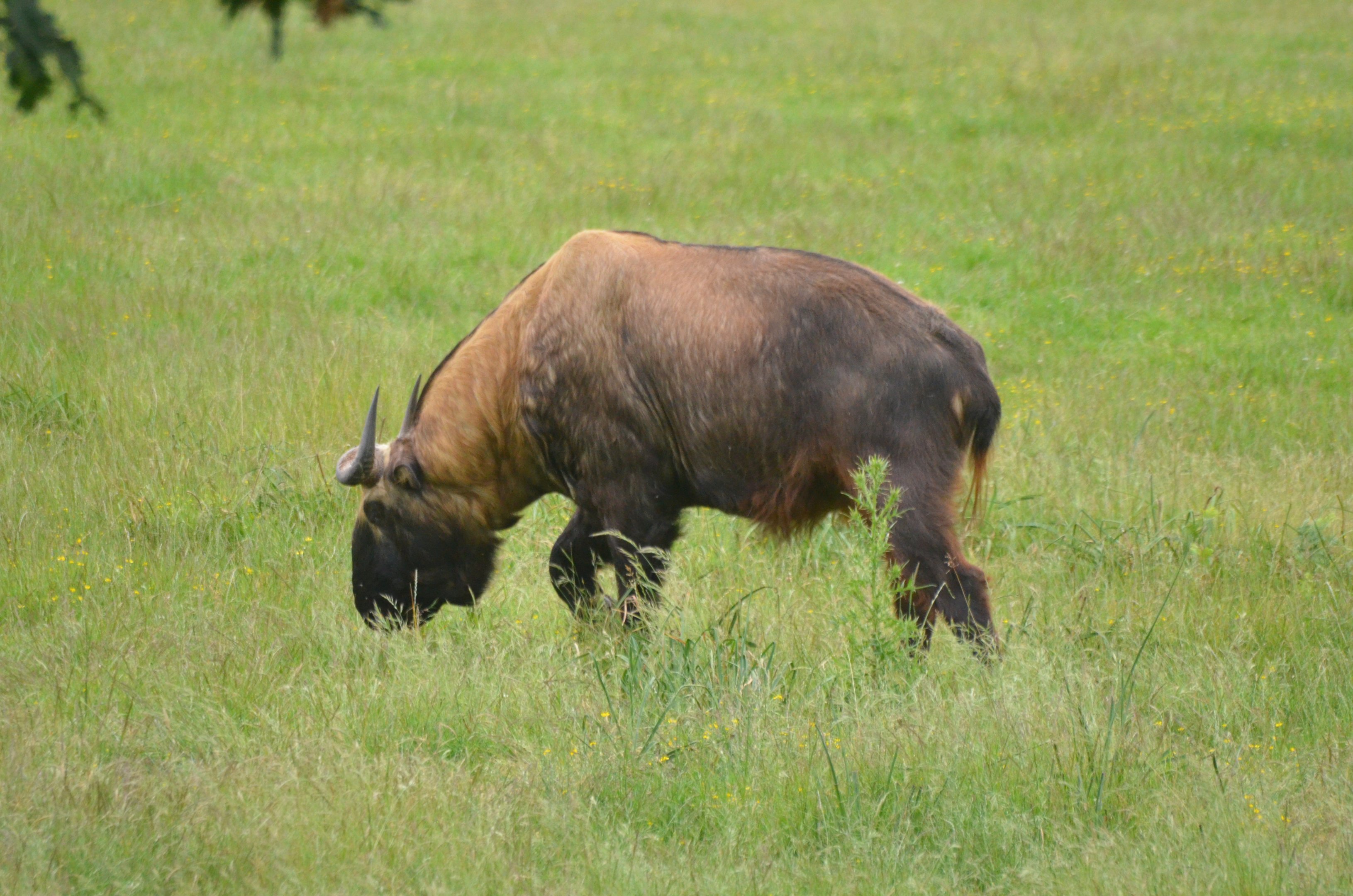 Mishmi Takin at Haute-Touche, 14/06/18