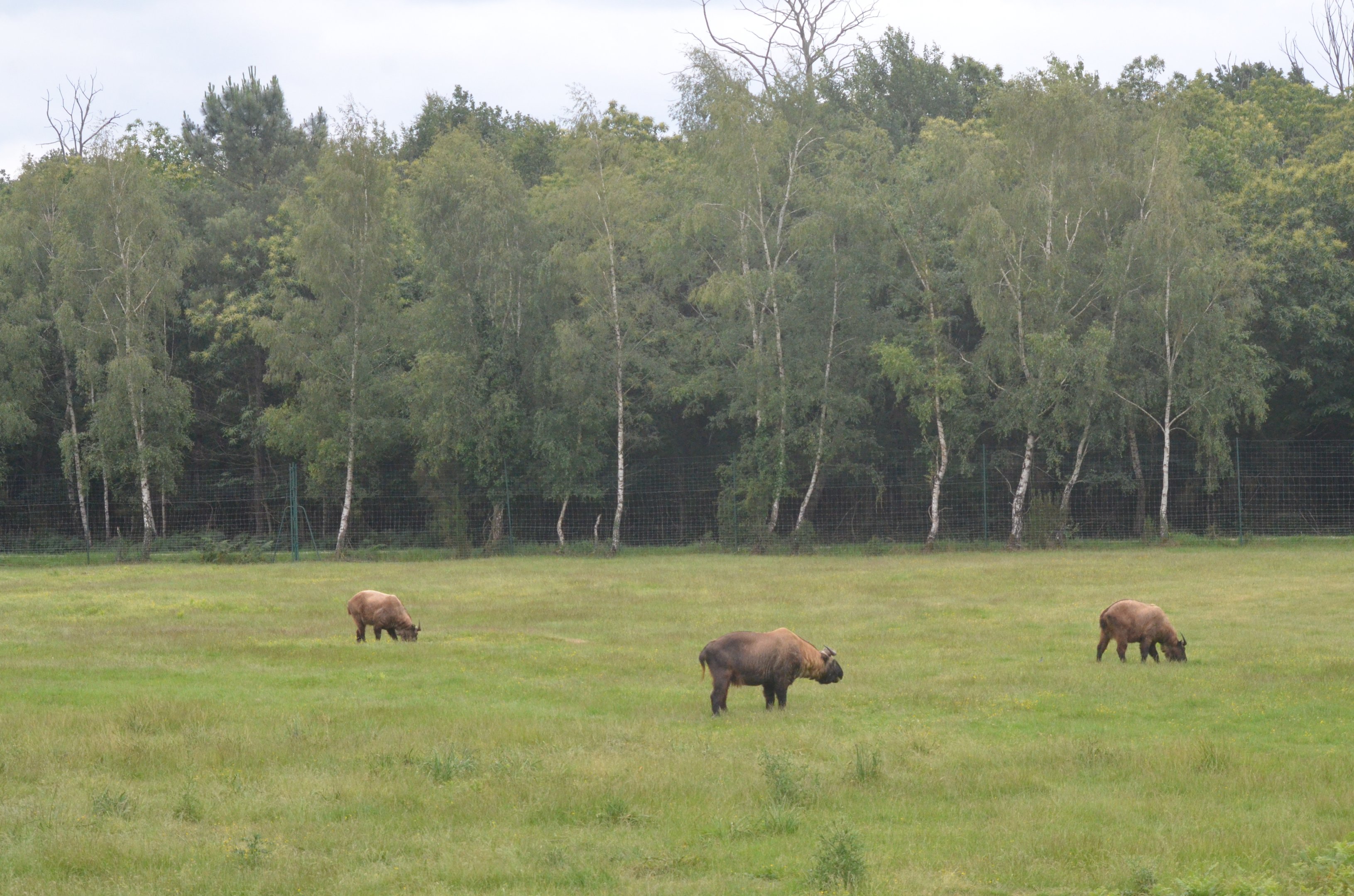 Mishmi Takin at Haute-Touche, 14/06/18