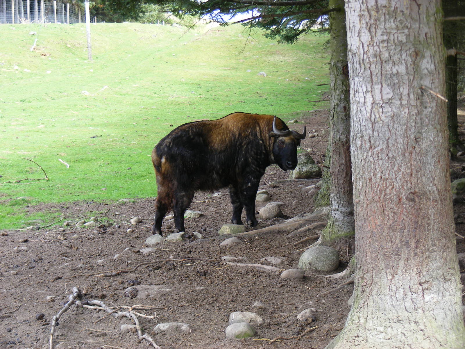 Mishmi takin at Highland Wildlife Park, 17 May 2010