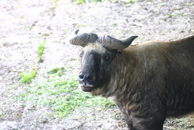 Mishmi Takin at Paignton Zoo
