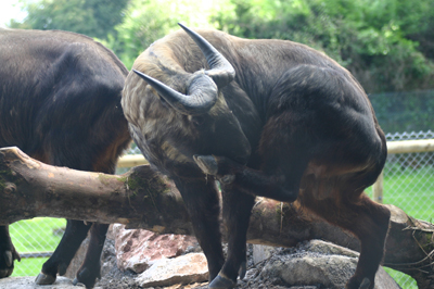 Mishmi Takin at Paignton Zoo