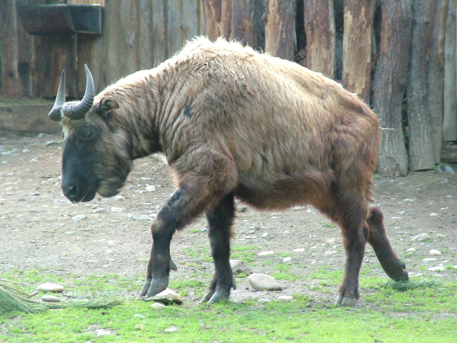 Mishmi Takin at Prague, 24/05/10