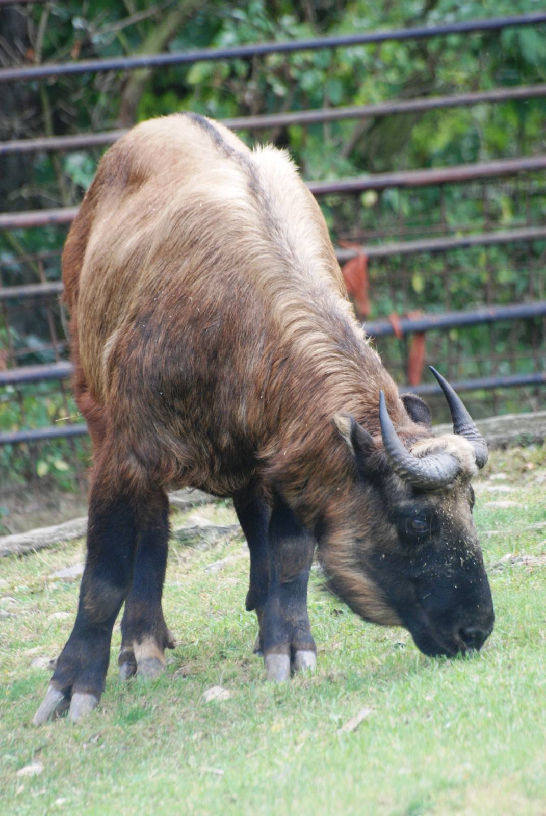 Mishmi Takin at Prague, 25/08/12