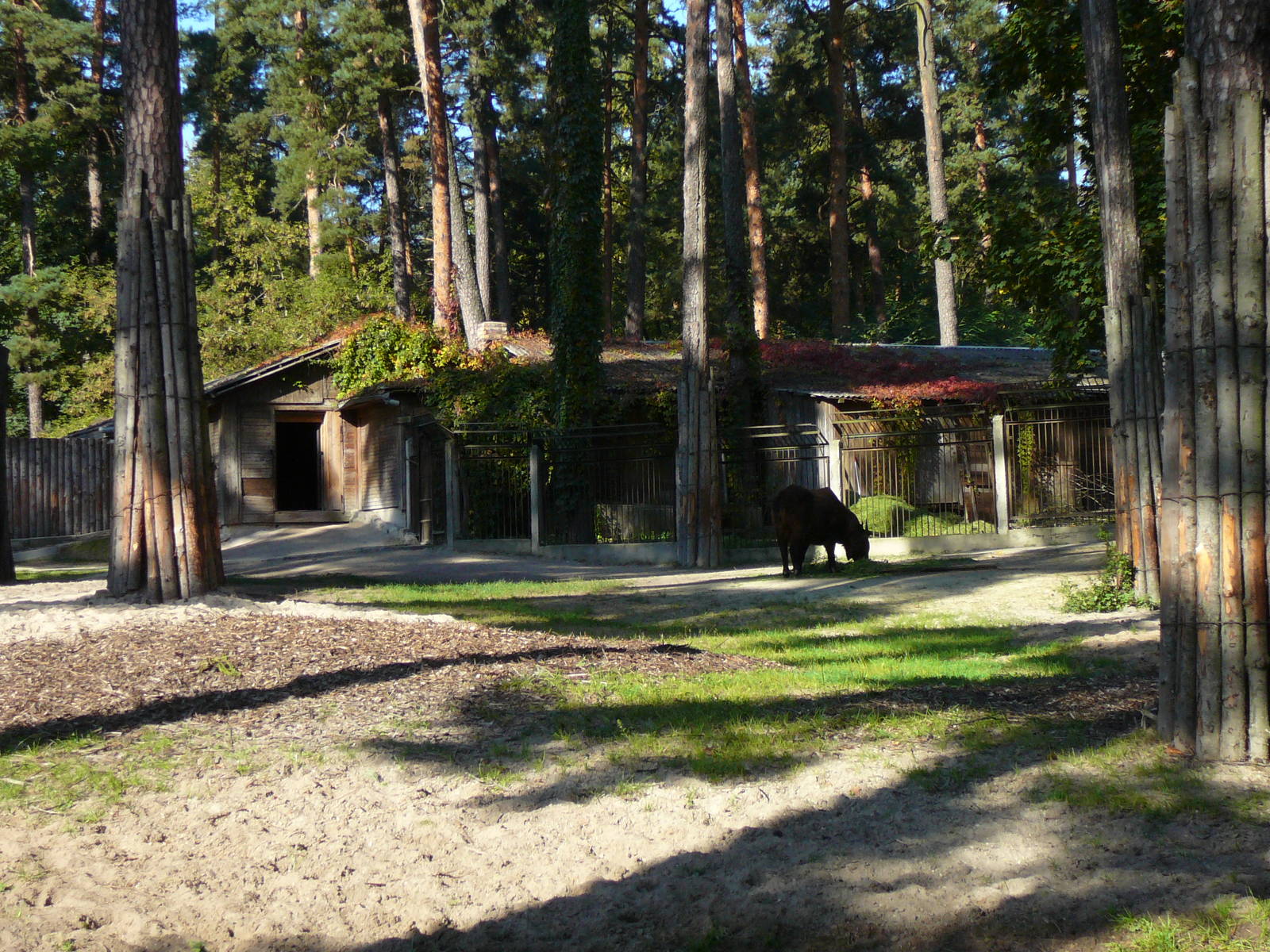 Mishmi Takin? at Riga Zoo