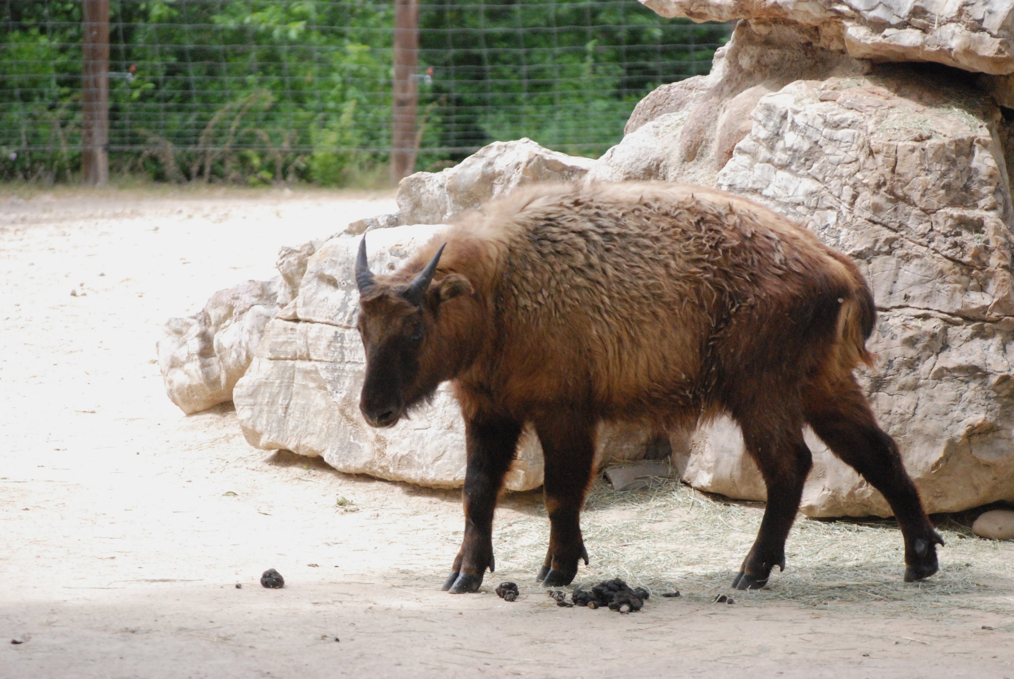 Mishmi Takin at Zoo Aquarium de Madrid, 20th May 2022