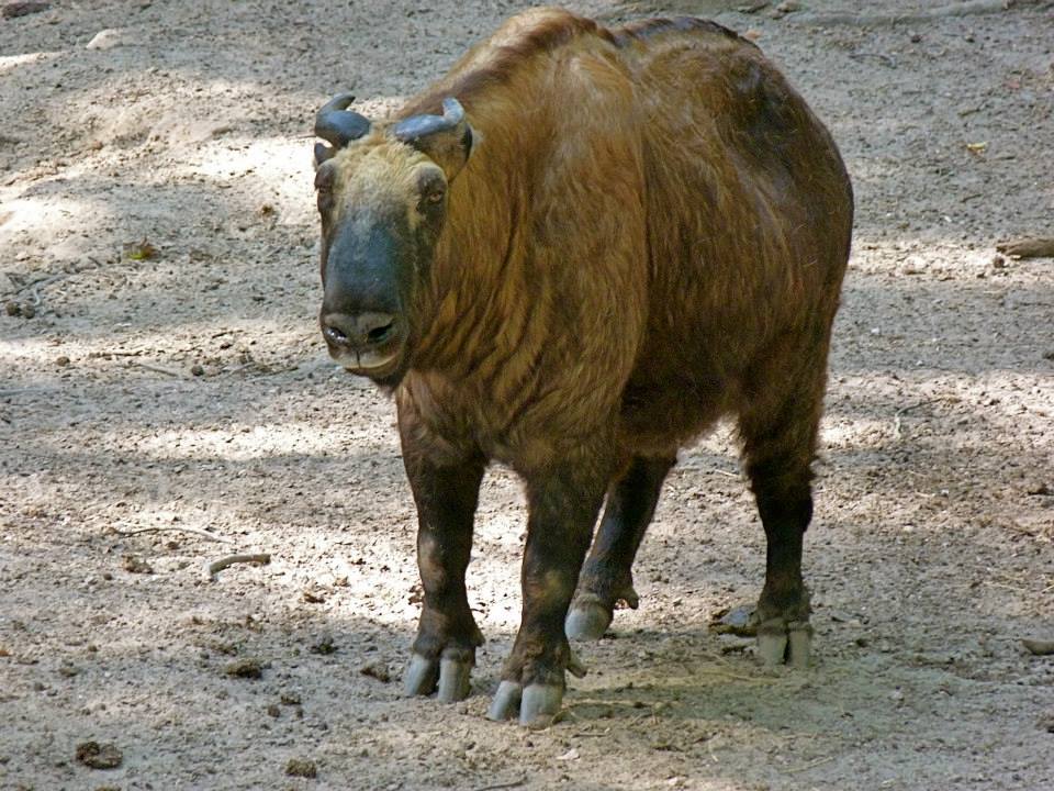 Mishmi Takin - August 2014