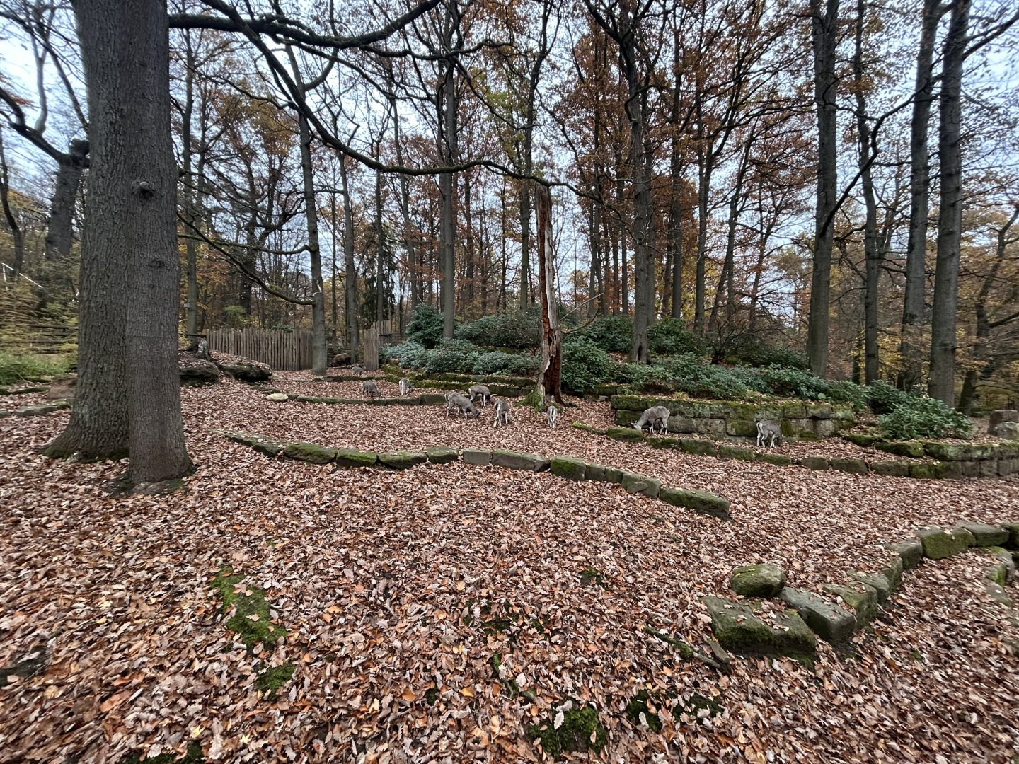 Mishmi Takin & Bharial Exhibit