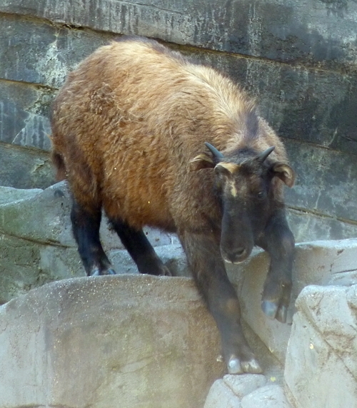 Mishmi takin (Budorcas taxicolor) calf