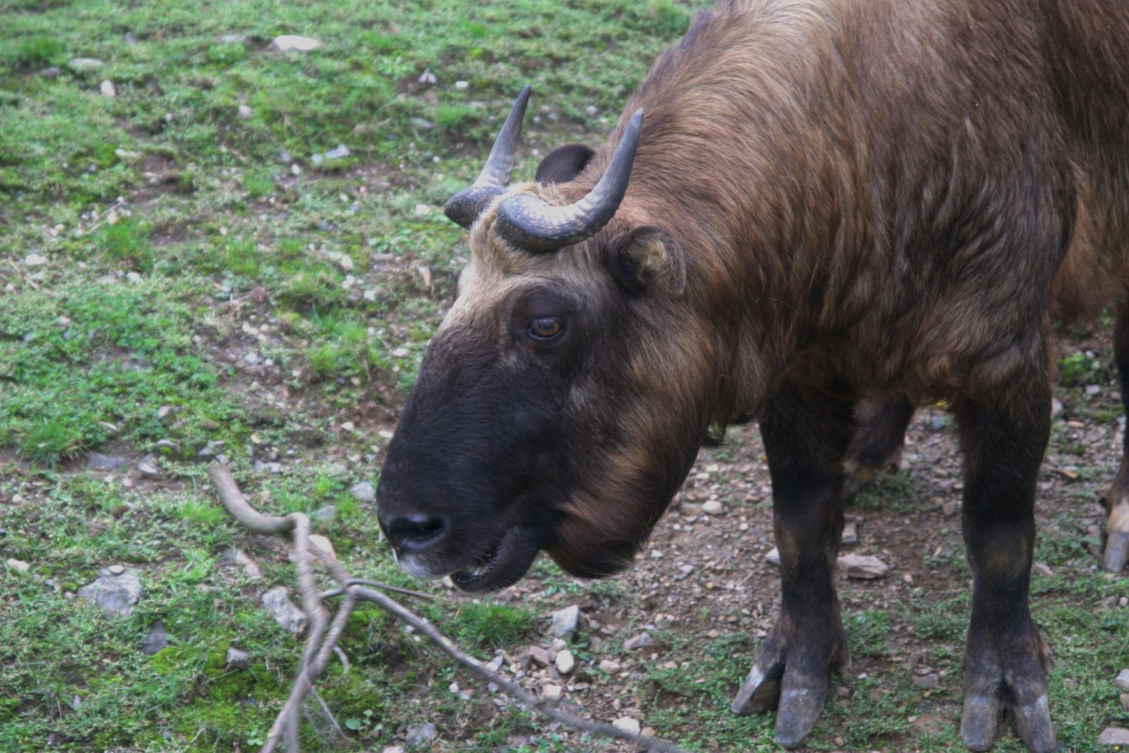 Mishmi Takin (Budorcas taxicolor taxicolor), 12-09-25