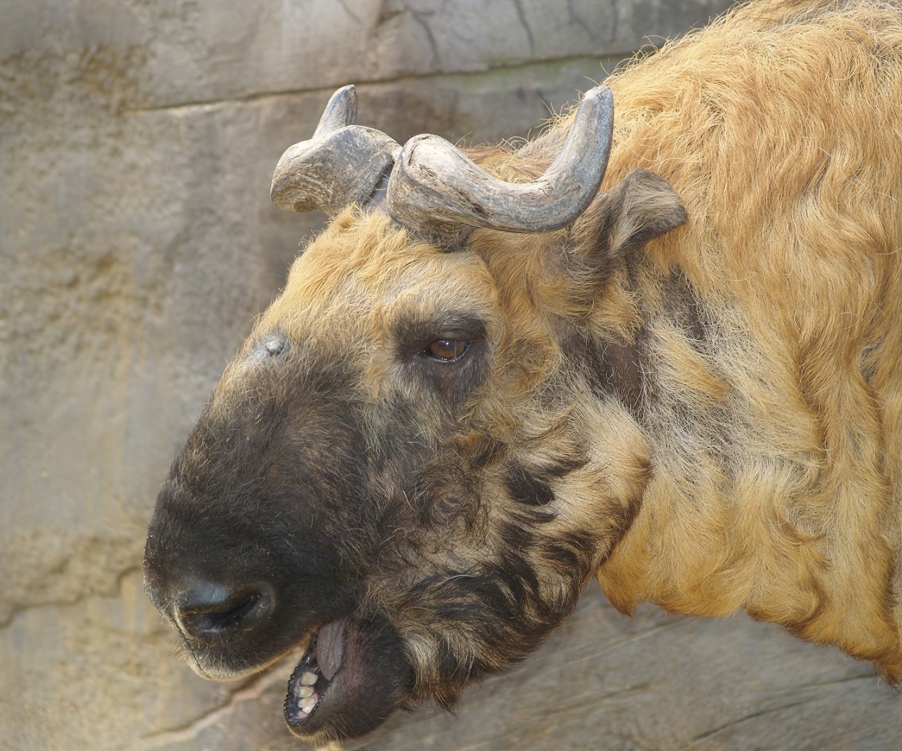 Mishmi takin (Budorcas taxicolor taxicolor), 2006-11-05