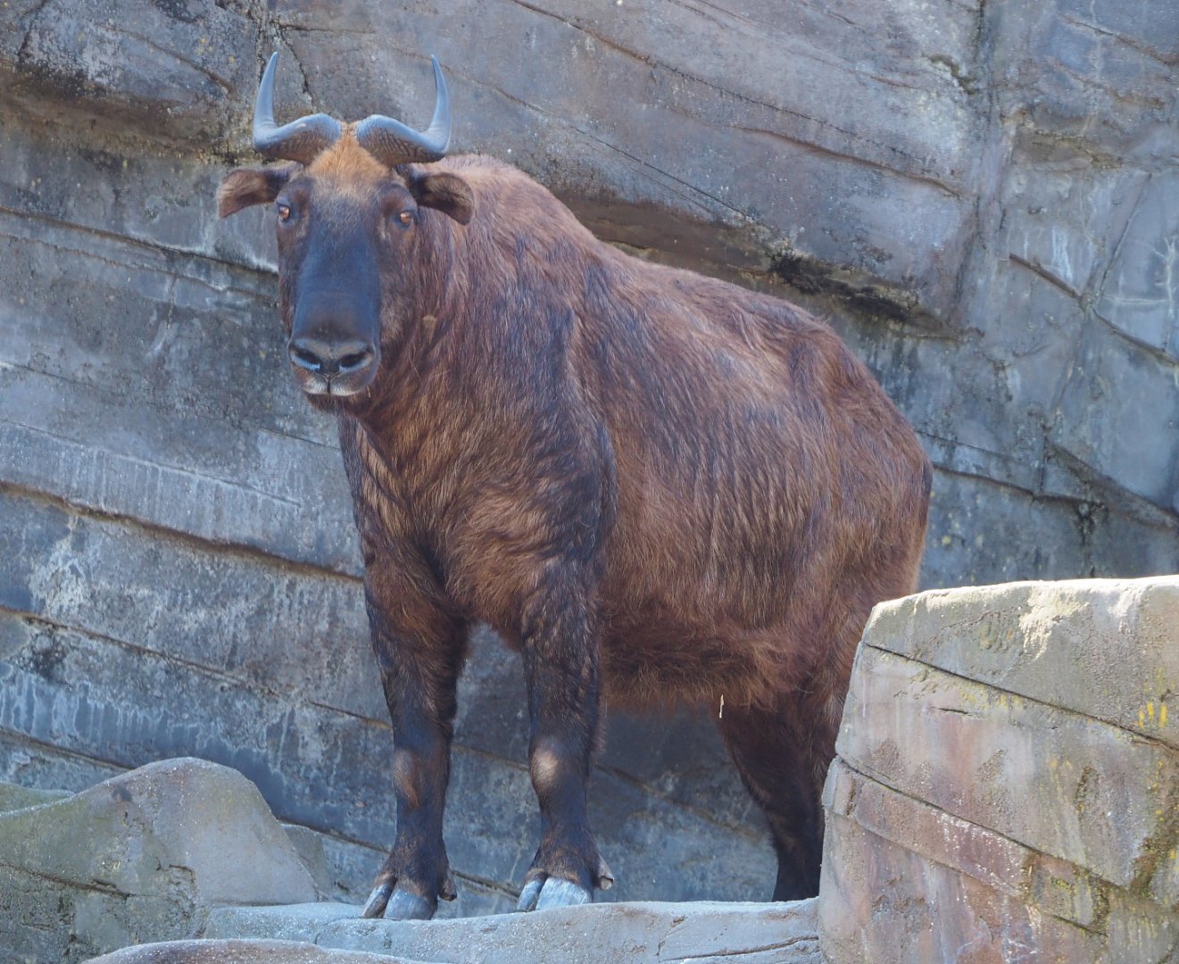 Mishmi takin (Budorcas taxicolor taxicolor), 2019-09-21