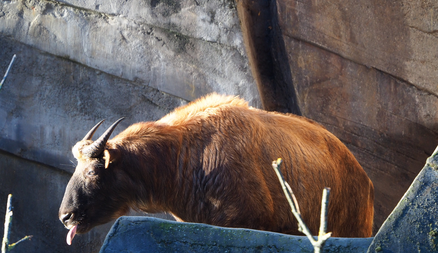 Mishmi takin (Budorcas taxicolor taxicolor), 2019-12-30