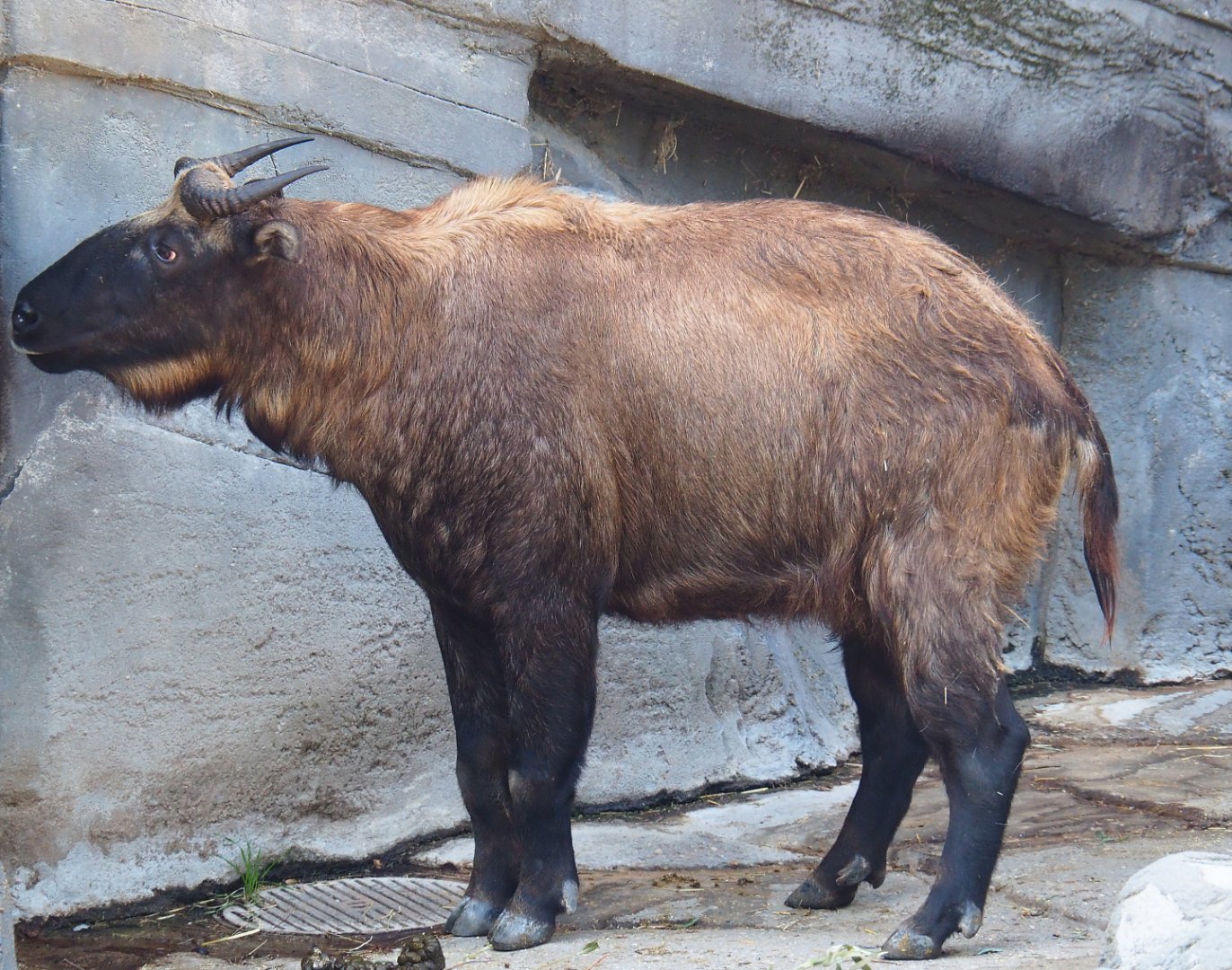 Mishmi takin (Budorcas taxicolor taxicolor), 2020-09-20
