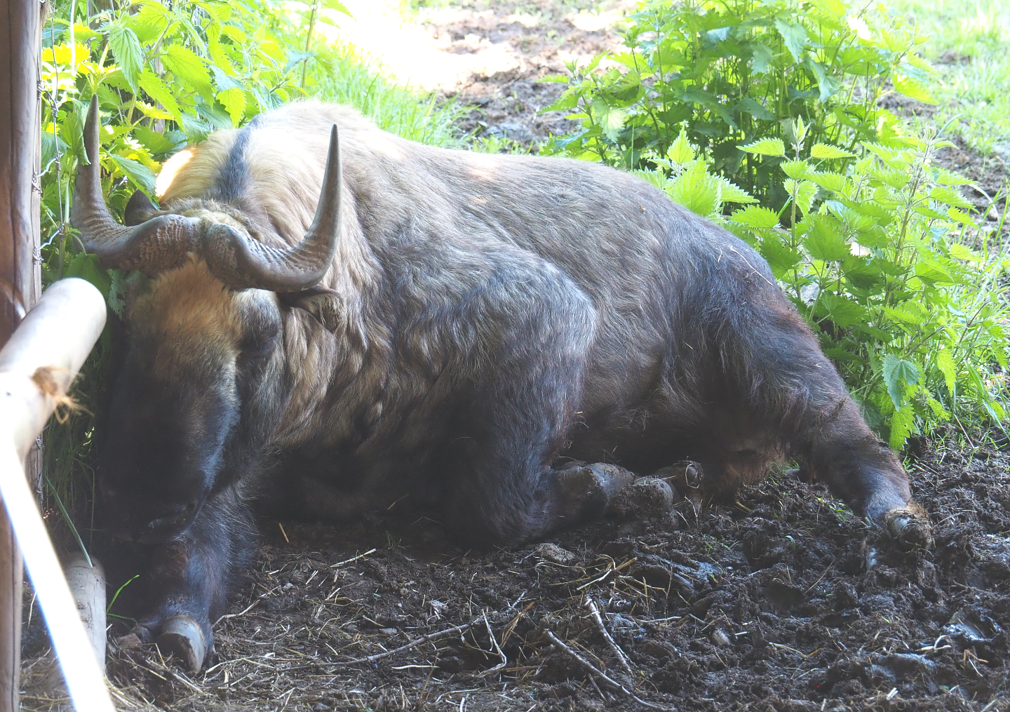 Mishmi takin (Budorcas taxicolor taxicolor), 2021-05-29