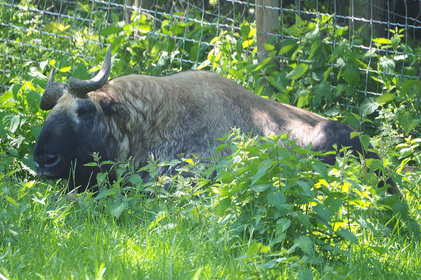 Mishmi takin (Budorcas taxicolor taxicolor), 2021-05-29