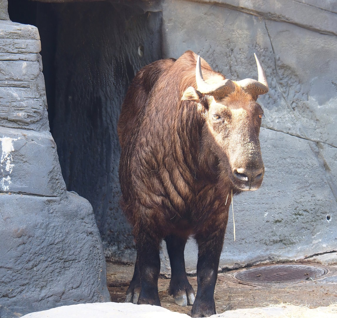 Mishmi takin (Budorcas taxicolor taxicolor), 2022-09-04