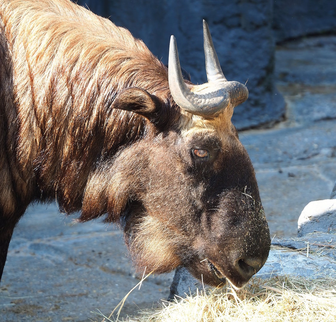 Mishmi takin (Budorcas taxicolor taxicolor), 2022-09-04