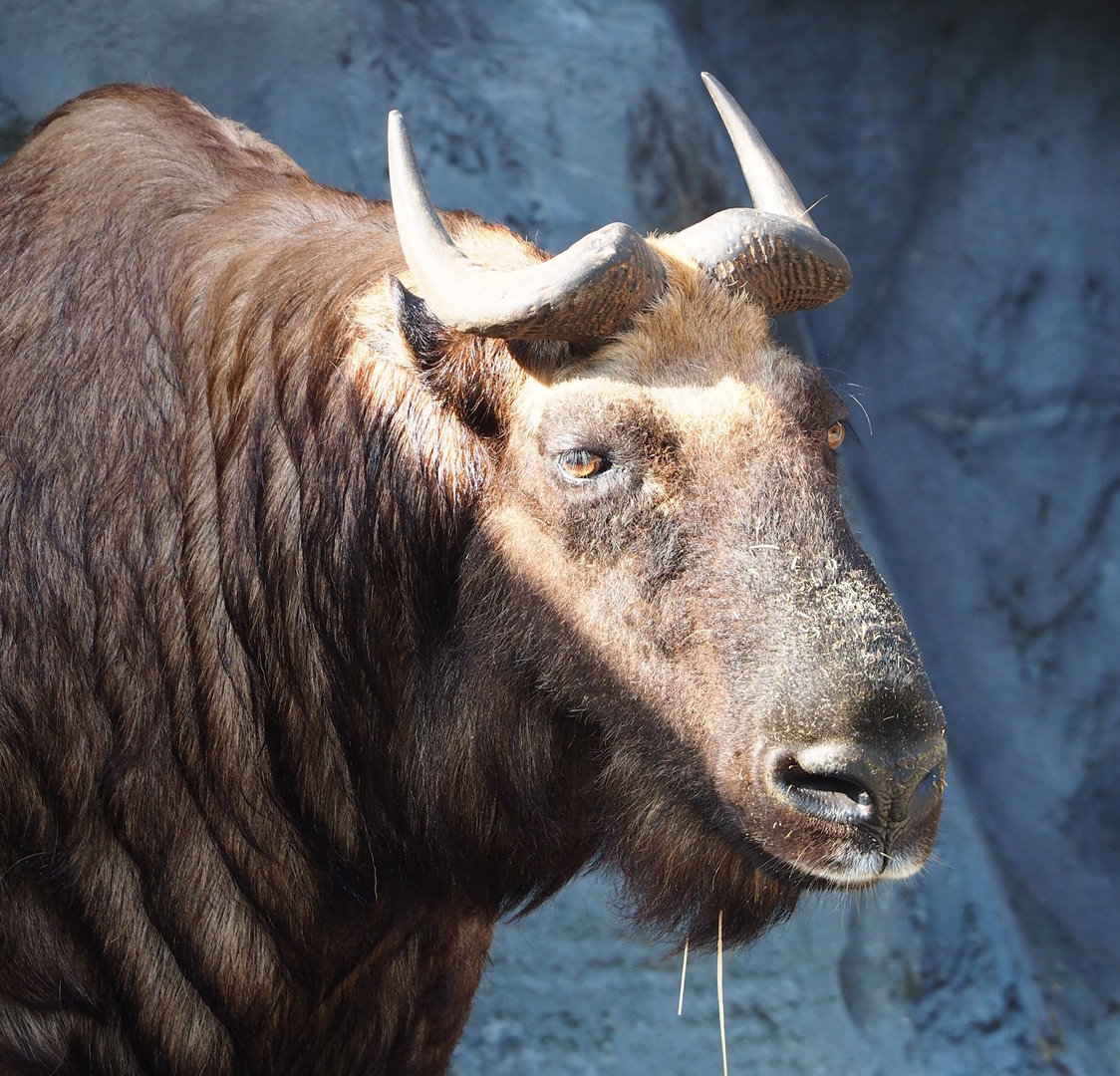 Mishmi takin (Budorcas taxicolor taxicolor), 2022-09-04