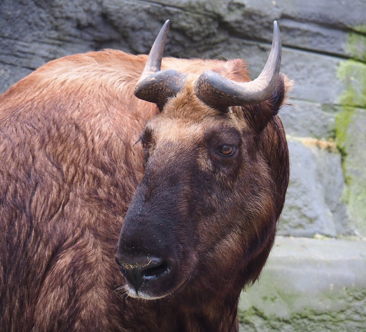 Mishmi takin (Budorcas taxicolor taxicolor), 2022-10-29