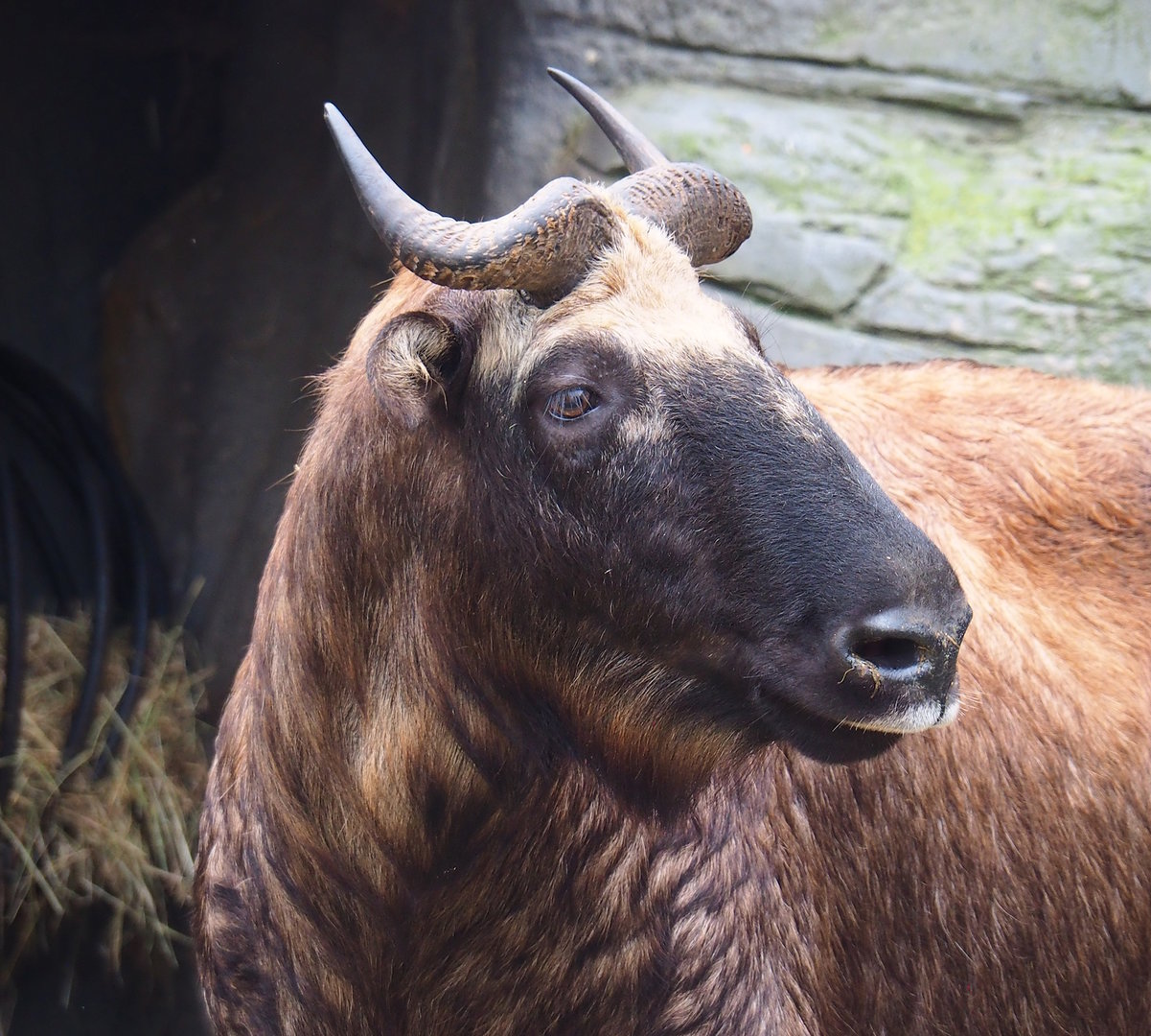 Mishmi takin (Budorcas taxicolor taxicolor), 2022-10-29