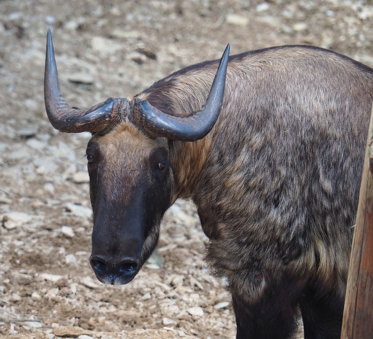 Mishmi takin (Budorcas taxicolor taxicolor), 2023-06-24