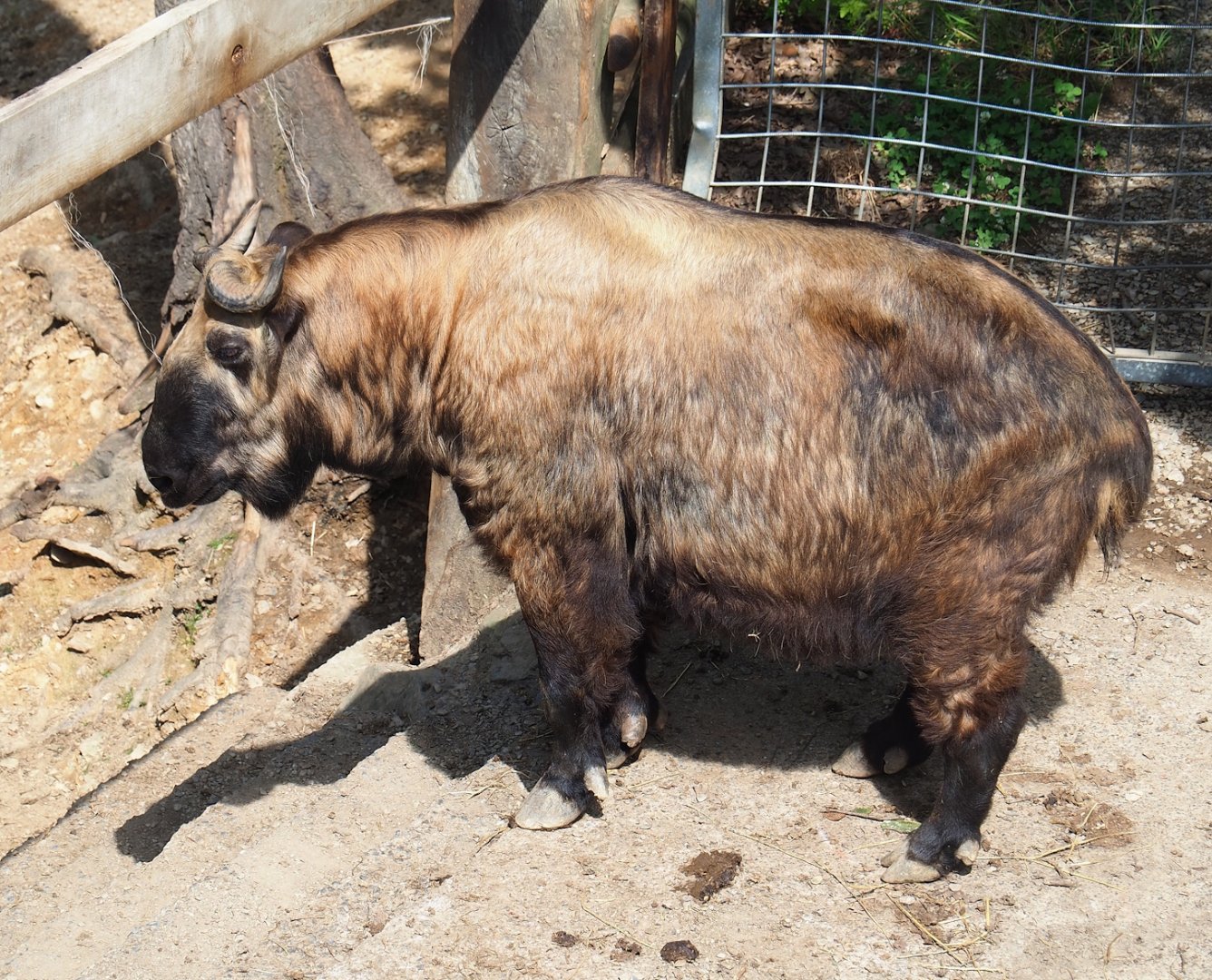 Mishmi takin (Budorcas taxicolor taxicolor), 2023-06-24