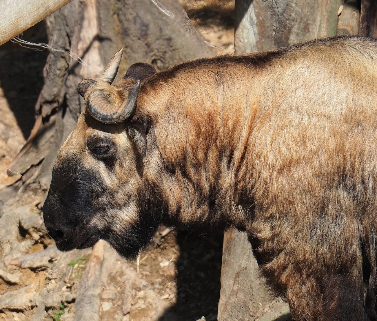 Mishmi takin (Budorcas taxicolor taxicolor), 2023-06-24