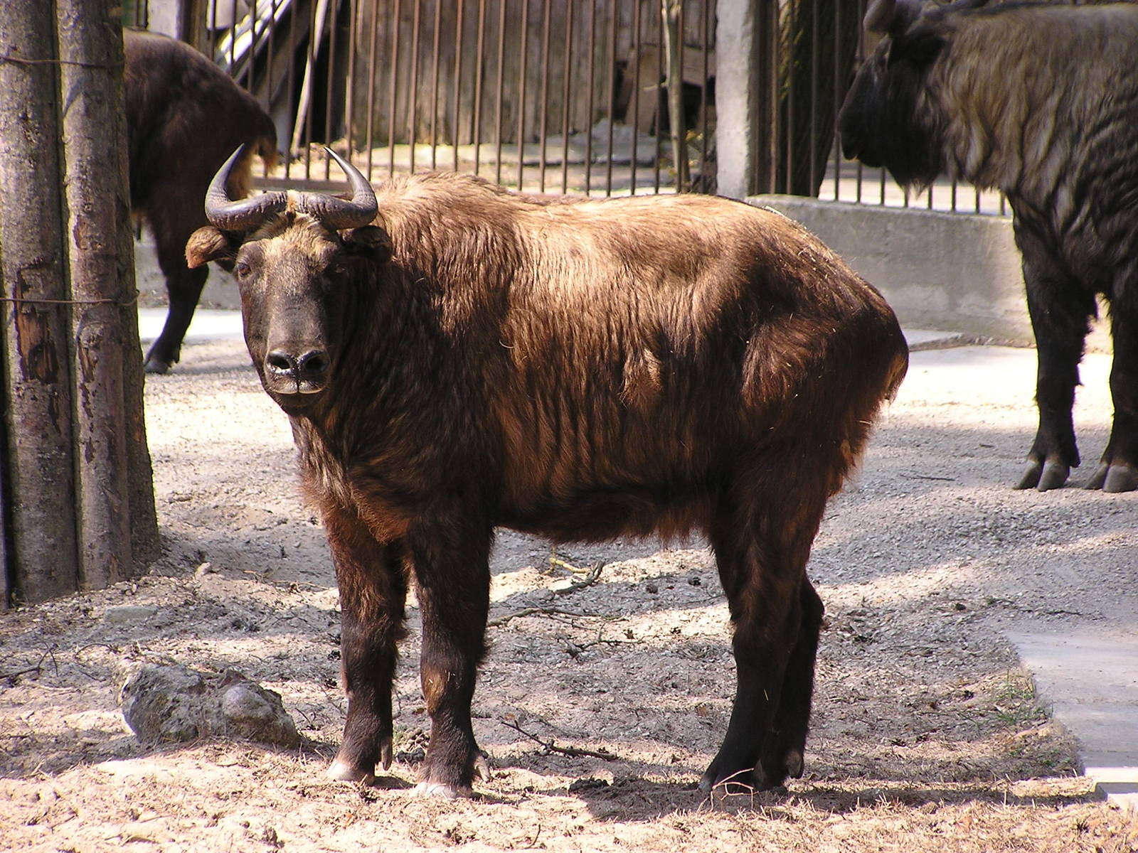 Mishmi takin/ Budorcas taxicolor taxicolor