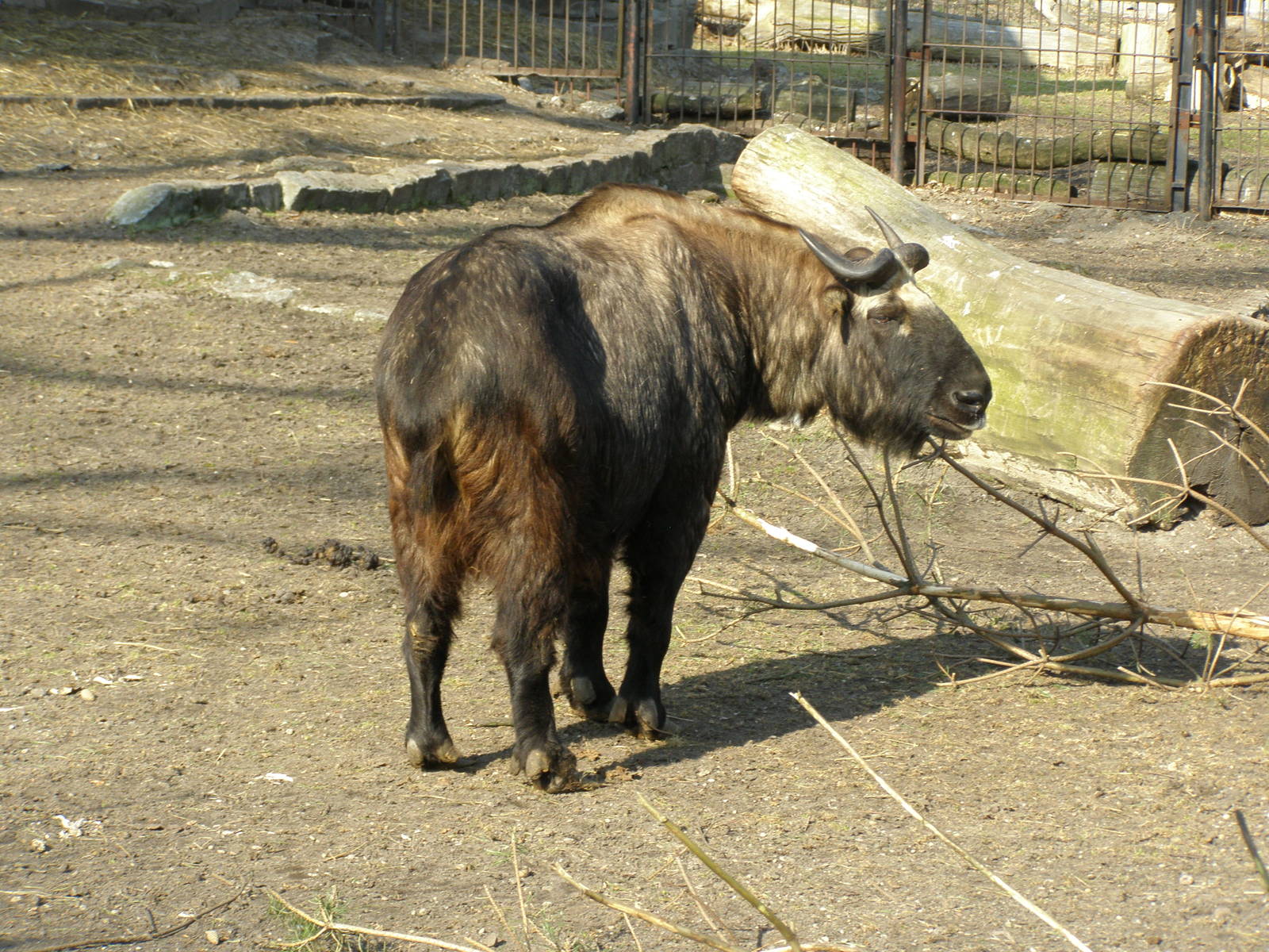 Mishmi takin (Budorcas taxicolor taxicolor)