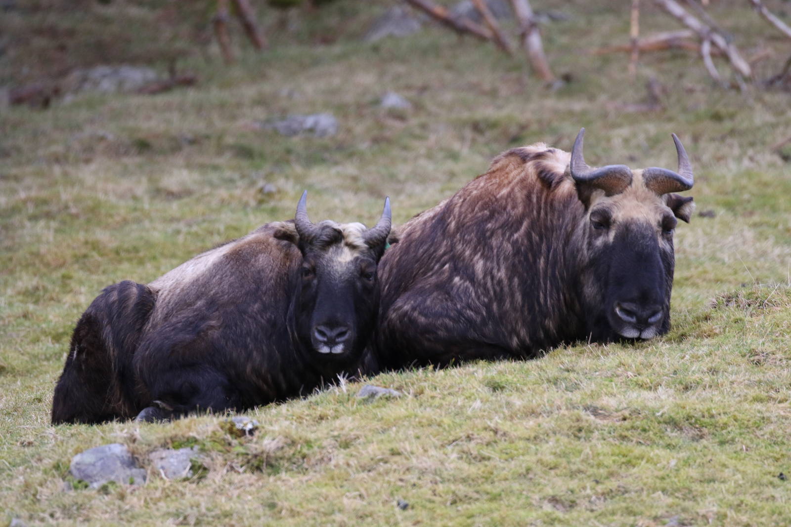 Mishmi Takin (Budorcas taxicolor taxicolor)
