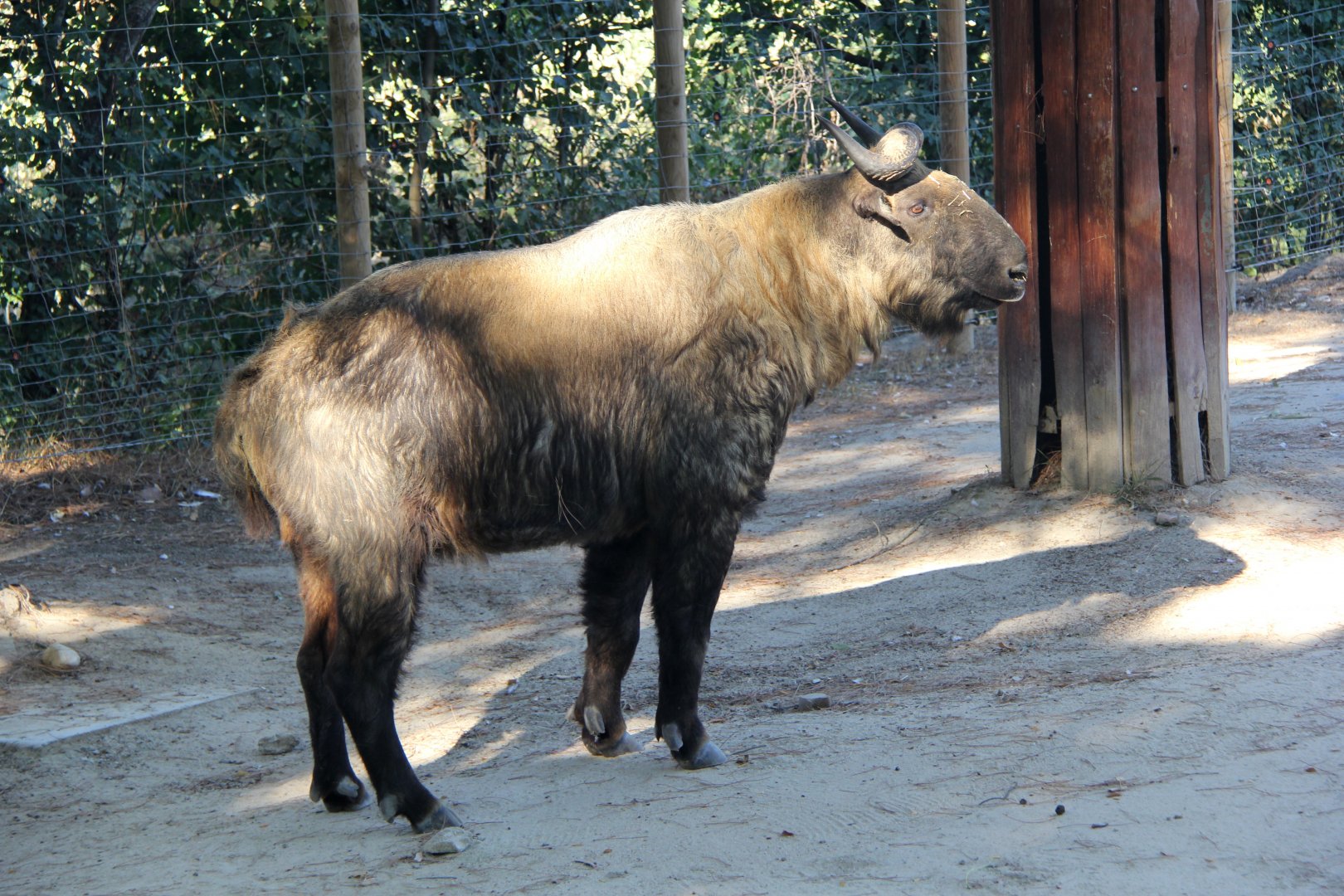 Mishmi takin (Budorcas taxicolor taxicolor)