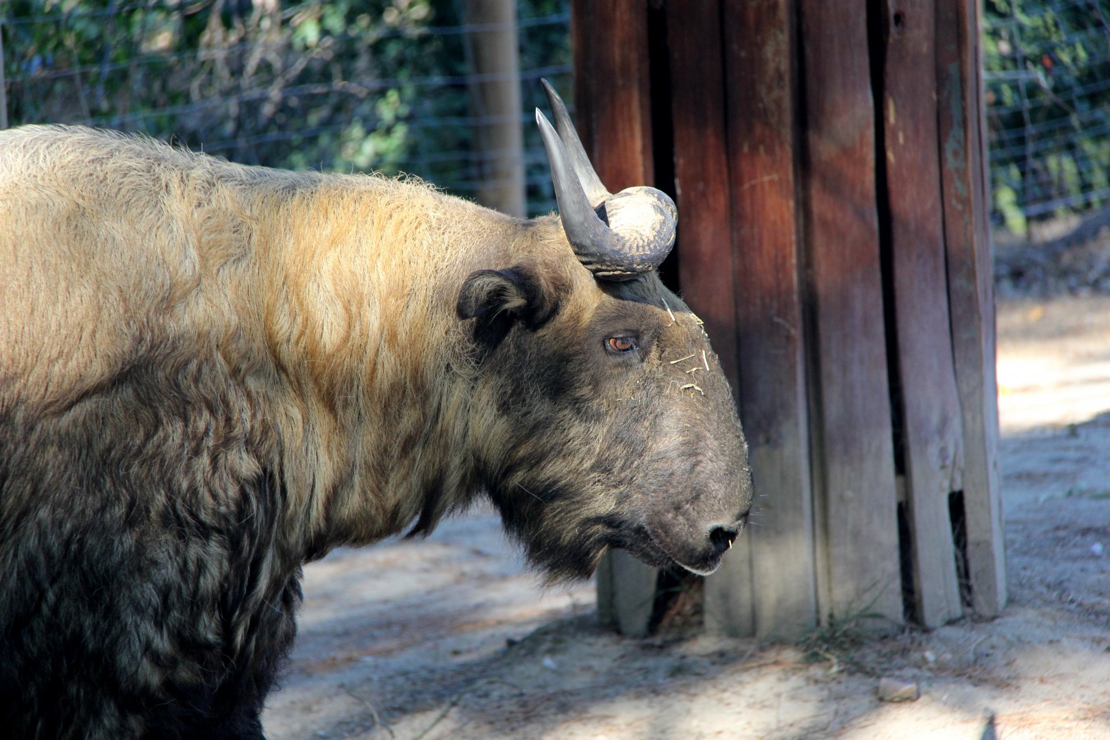 Mishmi takin (Budorcas taxicolor taxicolor)