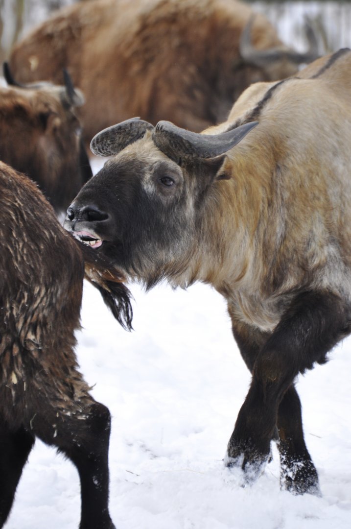 Mishmi takin (Budorcas taxicolor taxicolor)