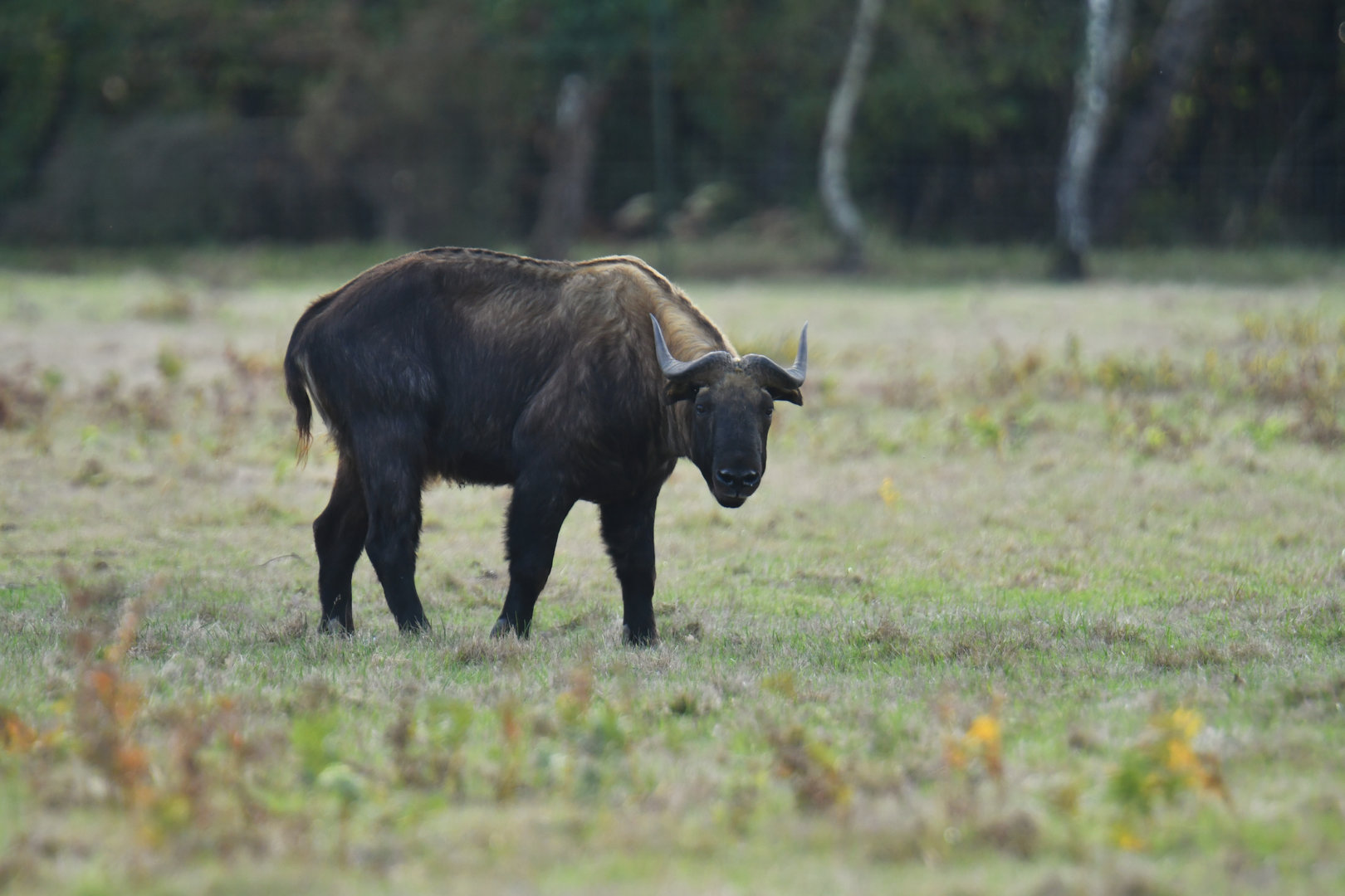 Mishmi takin (Budorcas taxicolor taxicolor)