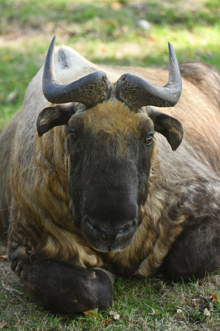 Mishmi takin (Budorcas taxicolor taxicolor)