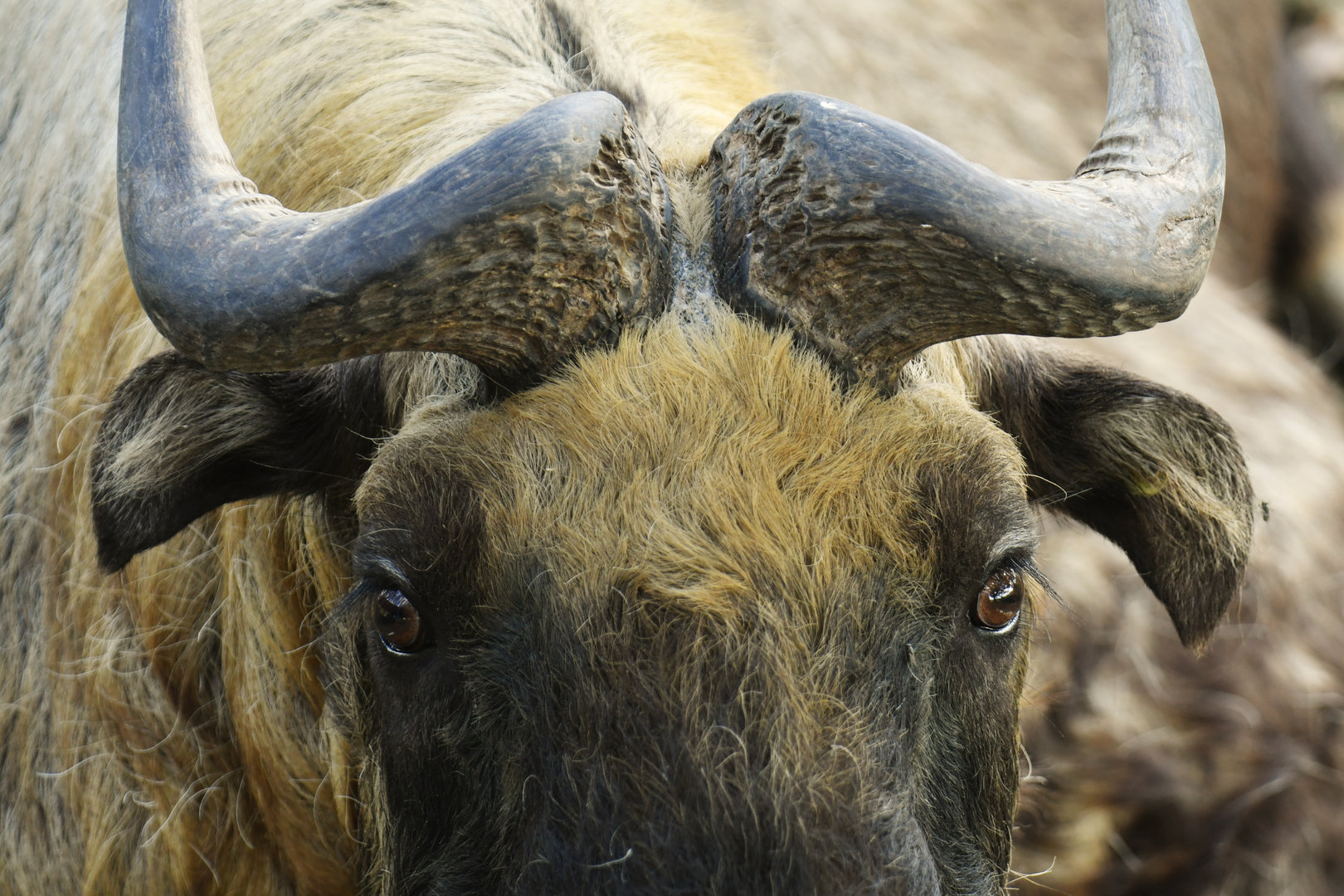Mishmi takin (Budorcas taxicolor taxicolor)