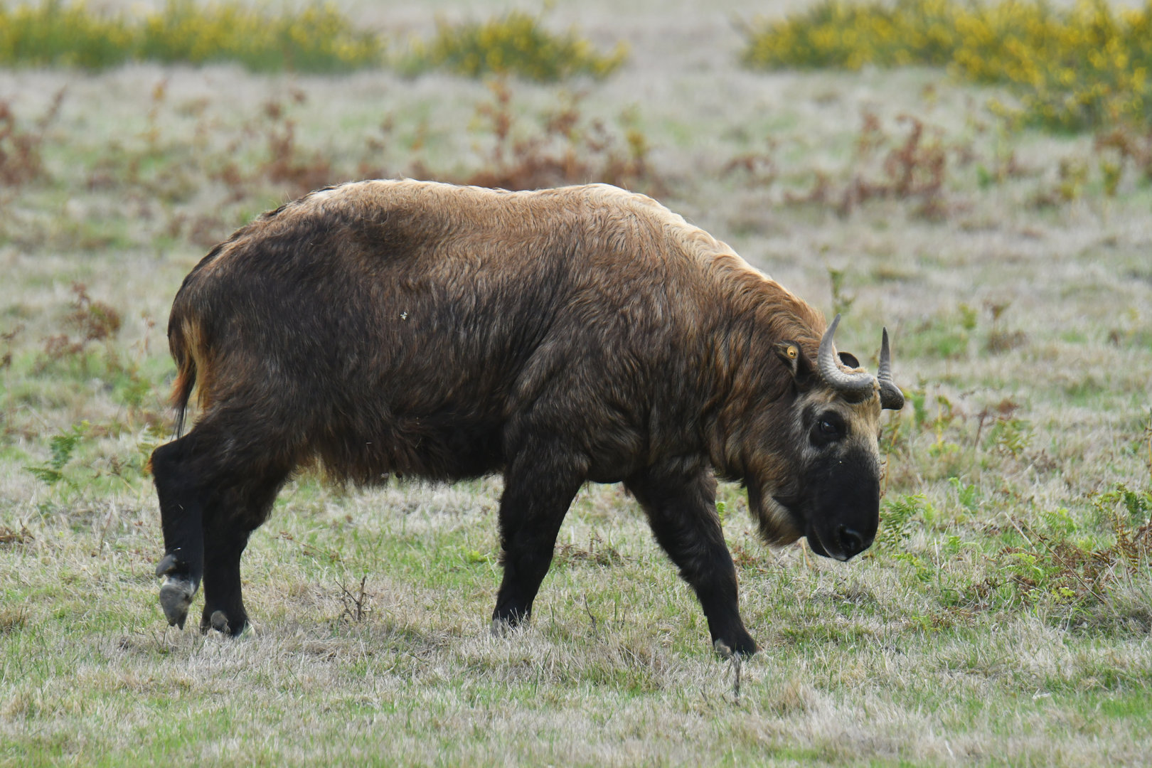 Mishmi takin (Budorcas taxicolor taxicolor)
