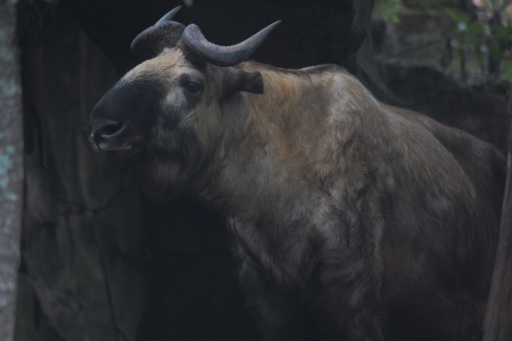 Mishmi takin (Budorcas taxicolor taxicolor)